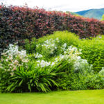 Hedge Plant