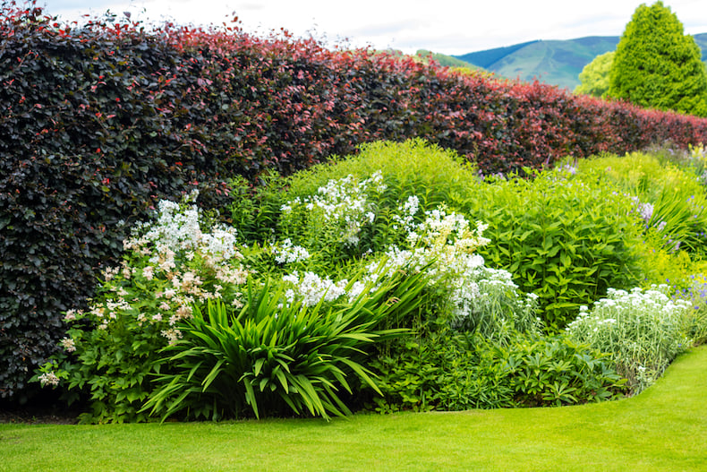 Hedge Plant
