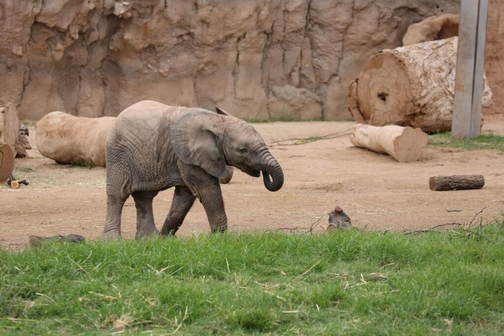 the flying elephant memoirs of an olympic champion