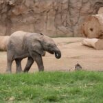 the flying elephant memoirs of an olympic champion