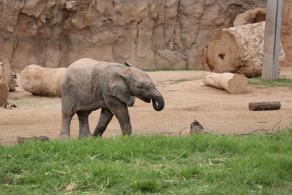 the flying elephant memoirs of an olympic champion